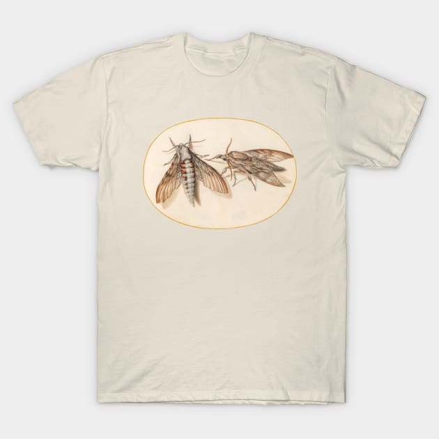 Two hawk moths, insect miniature by Joris Hoefnagel. T-Shirt by Luggnagg